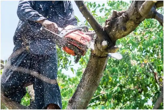 tree services Central High